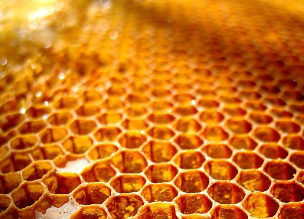 Food Made In America: Brighton Honey, Raw local, natural, organic Honey