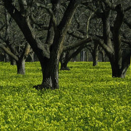 Buying local protects the environment